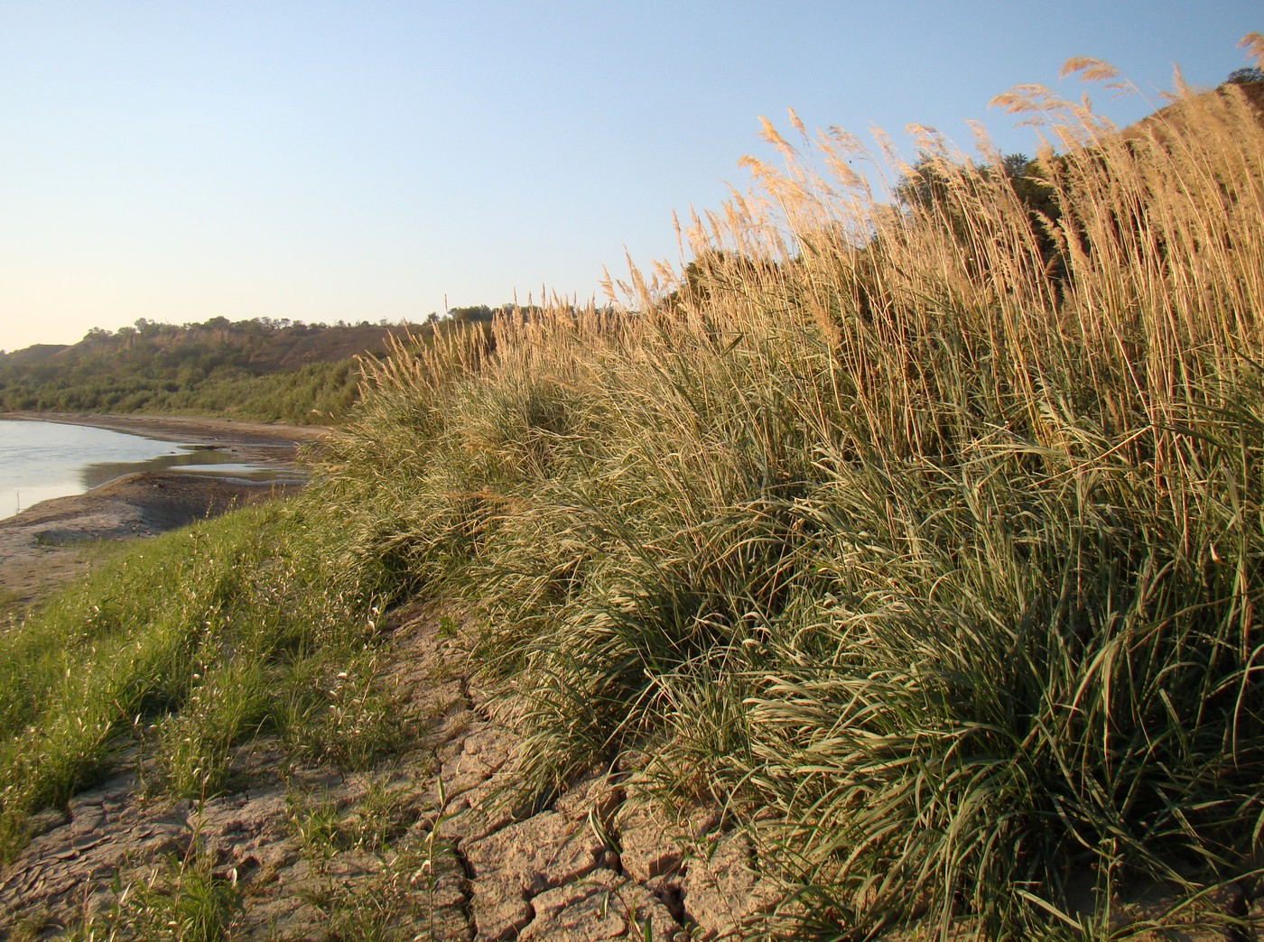 Изображение особи Calamagrostis pseudophragmites.