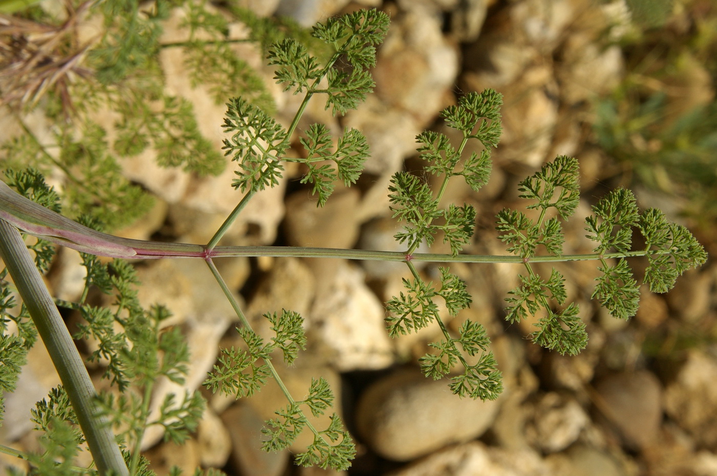 Изображение особи Astrodaucus littoralis.