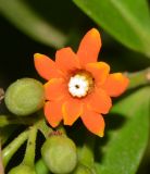 Bonellia macrocarpa
