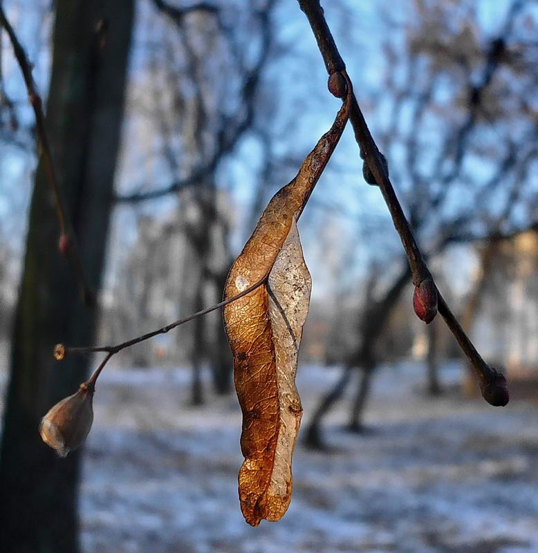 Изображение особи Tilia cordata.