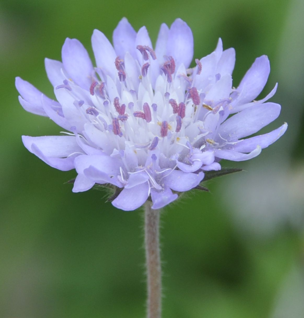 Изображение особи Knautia integrifolia.