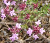 Thymus moldavicus