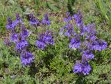 Veronica capsellicarpa