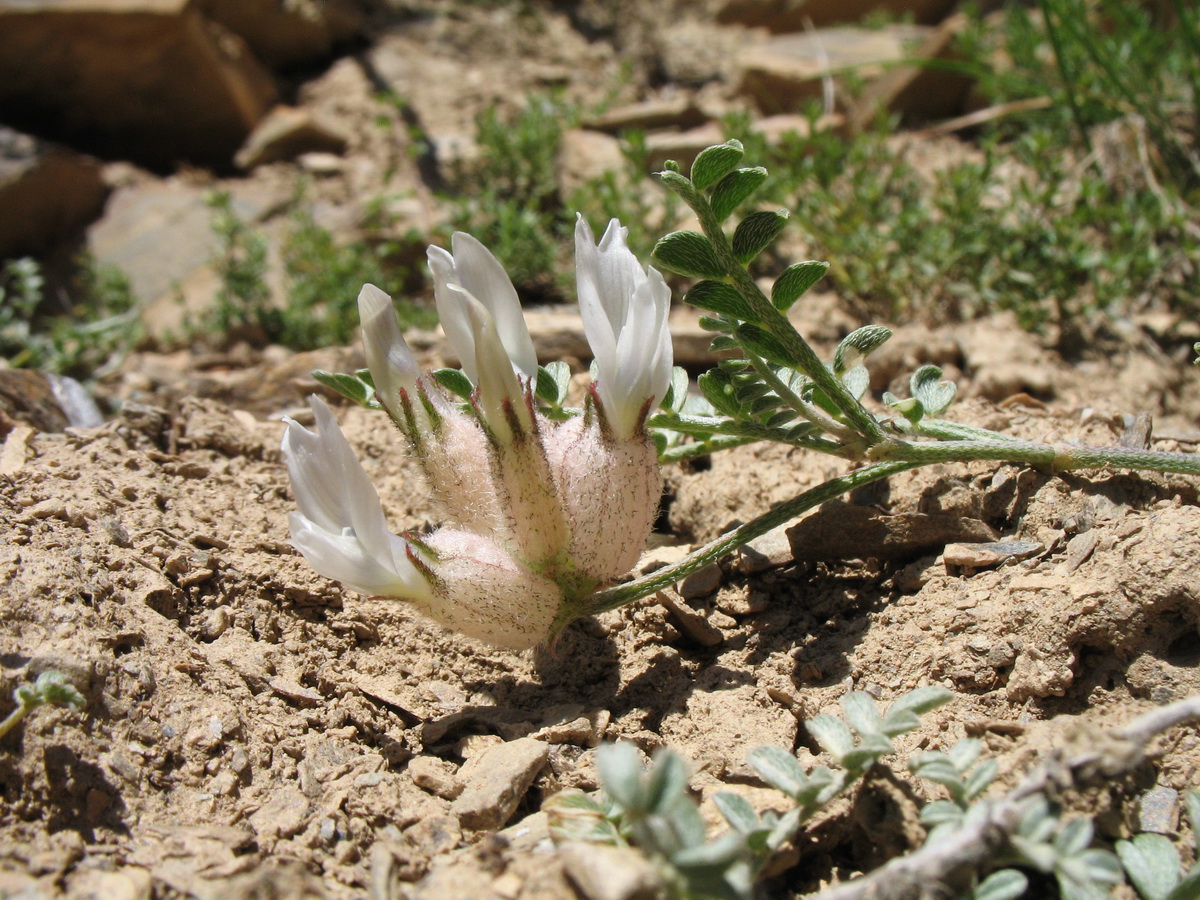 Изображение особи Astragalus nivalis.