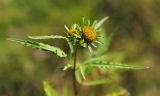 Bidens radiata