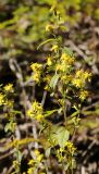 Solidago virgaurea