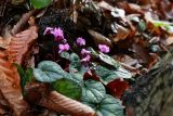 Cyclamen coum. Цветущее растение. Краснодарский край, Туапсинский р-н, долина ручья Красный Водопад, широколиственный лес. 02.04.2013.