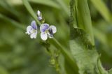 Veronica serpyllifolia