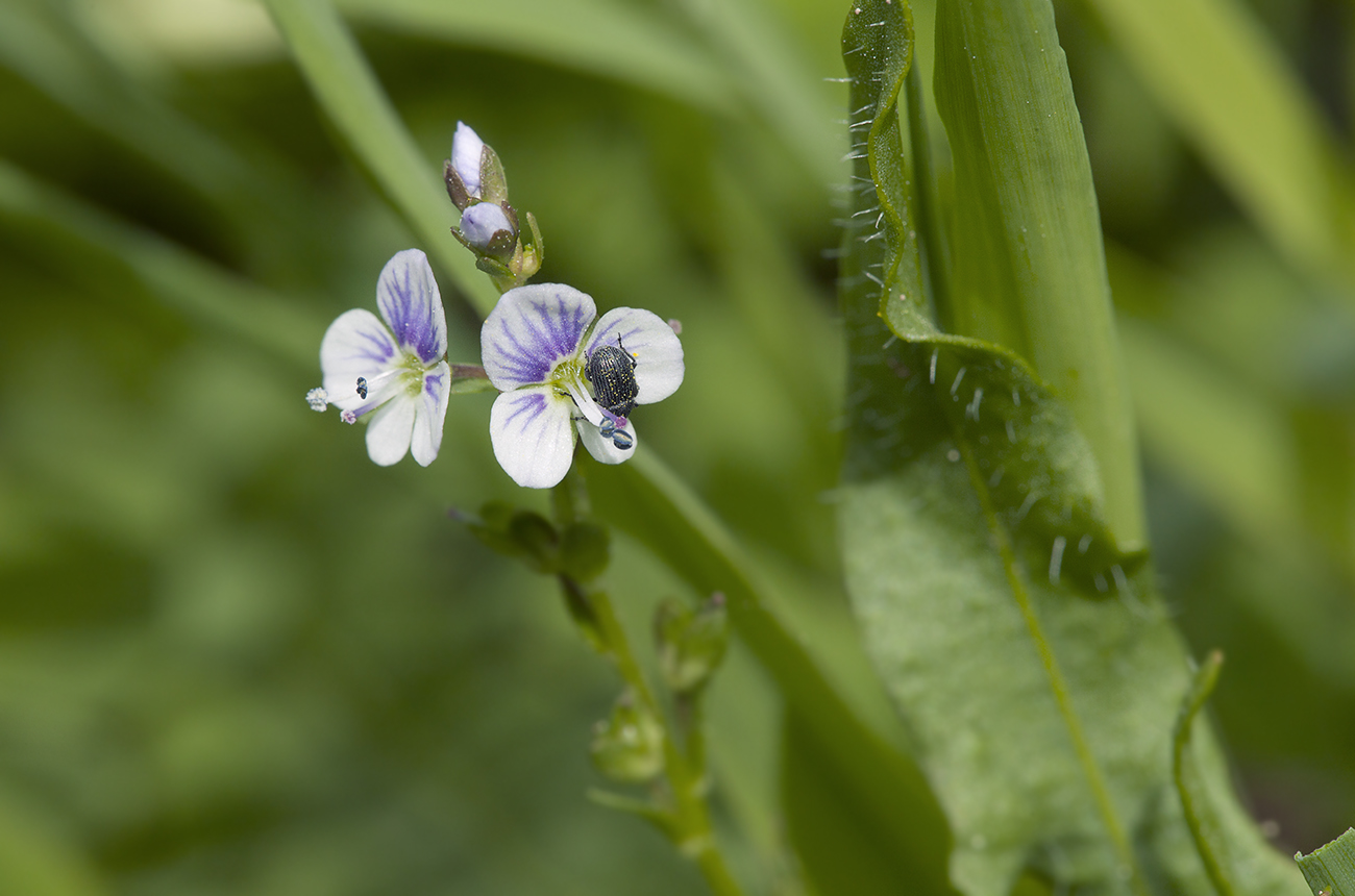 Image of Veronica serpyllifolia specimen.