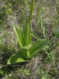 Orchis purpurea subspecies caucasica