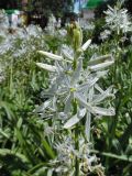 Camassia leichtlinii. Верхушка соцветия с цветками и бутонами (белоцветковая форма). Марий Эл, г. Йошкар-Ола, Центральный парк, в культуре. 04.06.2019.