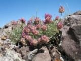 Astragalus schrenkianus