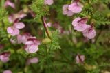 Pedicularis palustris