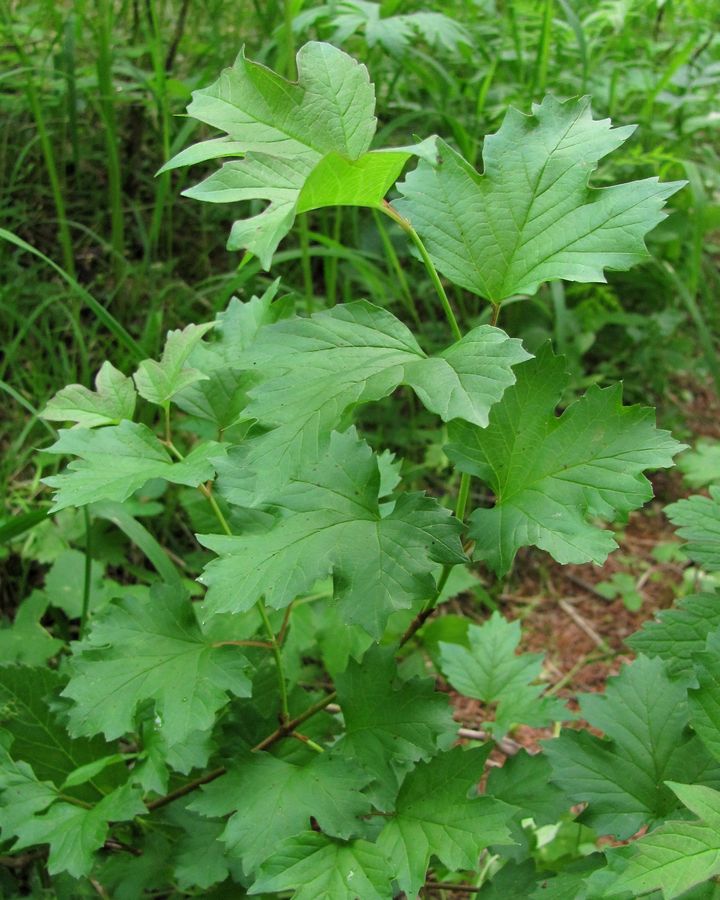 Изображение особи Viburnum opulus.