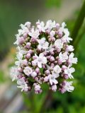 Valeriana wolgensis