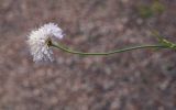 Cephalaria transsylvanica. Верхушка цветущего побега. Санкт-Петербург, Ботанический сад БИН РАН, альпийская горка, в культуре. 09.09.2020.