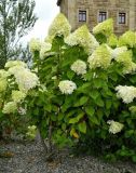 Hydrangea paniculata. Цветущее растение. Испания, Астурия, г. Хихо́н, озеленение. Июль.