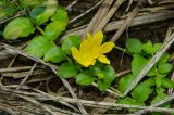 Lysimachia nummularia. Часть цветущего и бутонизирующего побега. Кировская обл., Афанасьевский р-н, Ичетовкинское сельское поселение, окр. дер. Порубово, долина р. Кама, на берегу под кустами Salix. 25 июля 2021 г.