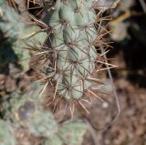 Cylindropuntia cholla