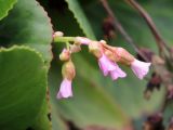 Bergenia ugamica