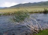 Salix ledebouriana. Вегетирующее растение. Республика Алтай, Кош-Агачский р-н, Чуйская степь, берег р. Тархата. 26.08.2007.