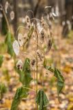 Lunaria rediviva. Верхушка плодоносящего растения с увядшими листьями. Москва, Главный ботанический сад РАН, лиственный лес. 31.10.2023.