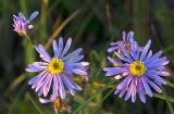 Aster amellus