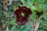 Paeonia delavayi