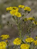 Crepis foliosa