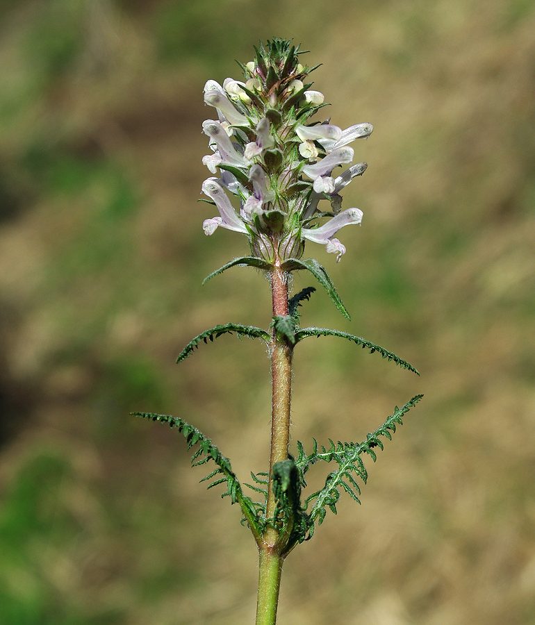 Изображение особи род Pedicularis.