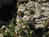 Campanula erinus. Цветущее растение на каменной стене. Греция, остров Родос, Родосская крепость. 8 мая 2011 г.