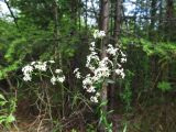 Galium boreale