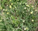 Astragalus dasyanthus