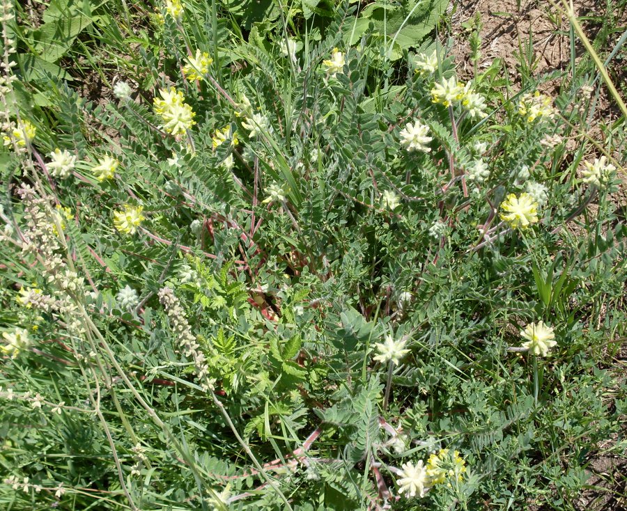 Изображение особи Astragalus dasyanthus.