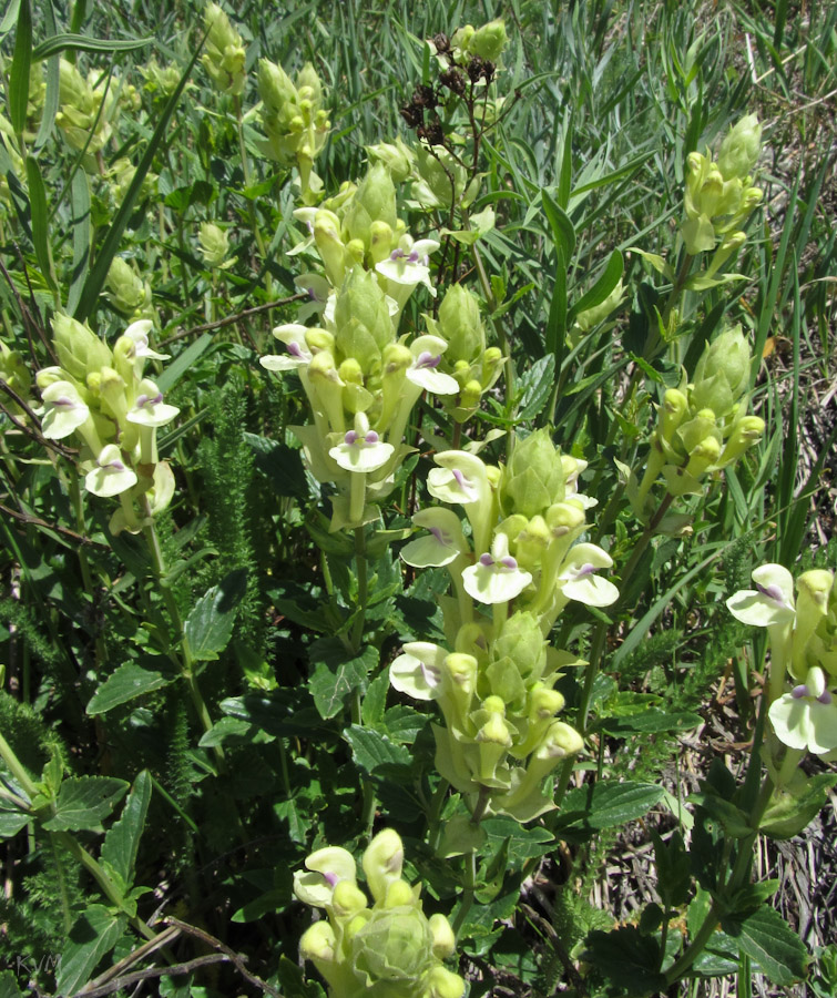 Изображение особи Scutellaria stepposa.