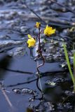 Utricularia vulgaris