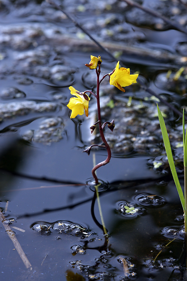 Изображение особи Utricularia vulgaris.