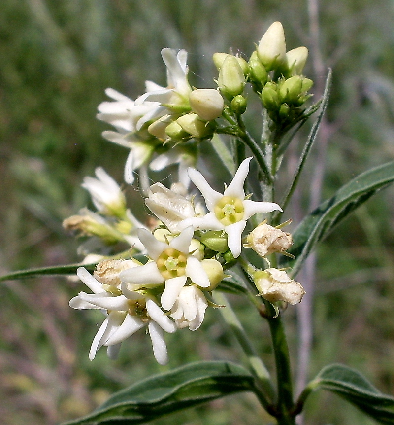 Изображение особи Vincetoxicum albovianum.