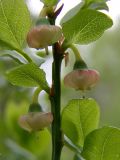 Vaccinium myrtillus