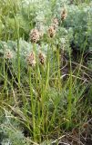 Carex stenophylla. Цветущее растение. Украина, Запорожский р-н, Дурная балка, разнотравная степь. 13.04.2013.