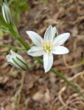 Ornithogalum ponticum. Распустившийся и распускающиеся цветки. Южный Берег Крыма, возле дороги около Никитского бот. сада. 21.05.2013.