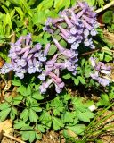 Corydalis solida