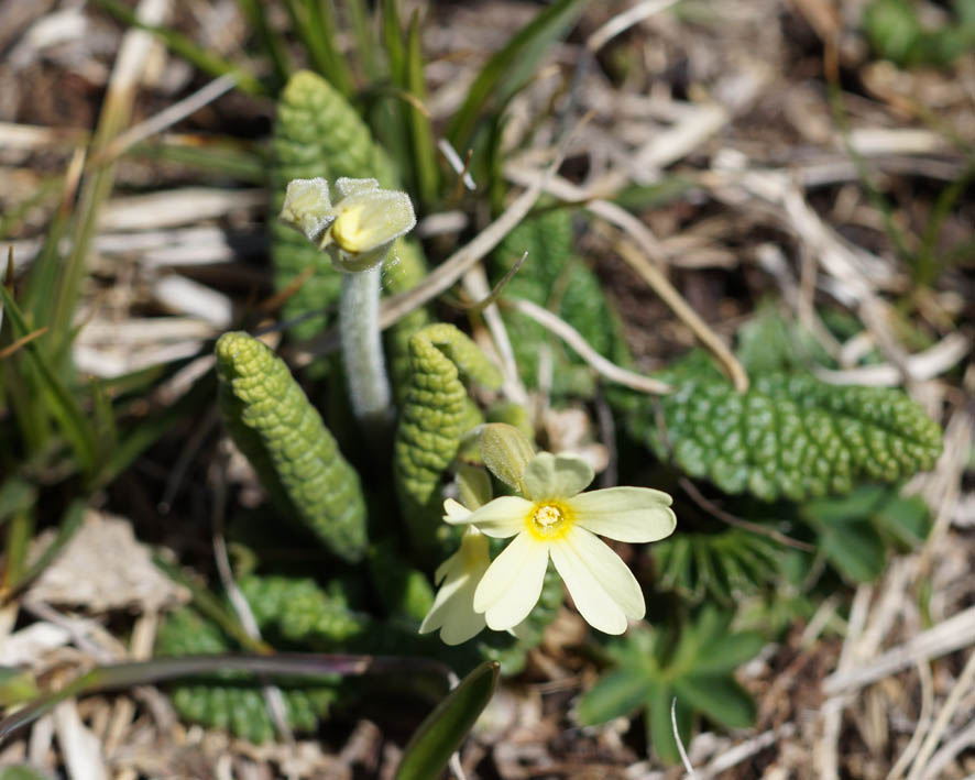 Изображение особи Primula ruprechtii.