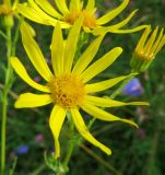 Senecio erucifolius