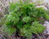 Anthriscus sylvestris. Розетка прикорневых листьев. Кольский полуостров, Восточный Мурман, пос. Дальние Зеленцы. 23.07.2007.