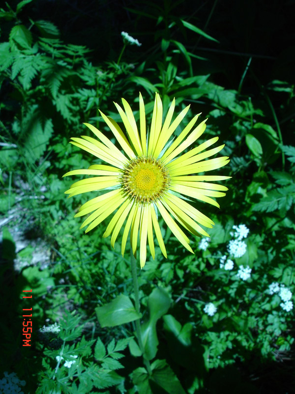 Изображение особи Doronicum turkestanicum.