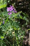 Vicia tenuifolia