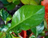 Chaenomeles japonica