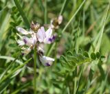 Astragalus alpinus. Соцветие и лист. Кыргызстан, Нарынская обл., левый берег долины р. Нарын, долина руч. Ирису. 12.06.2015.