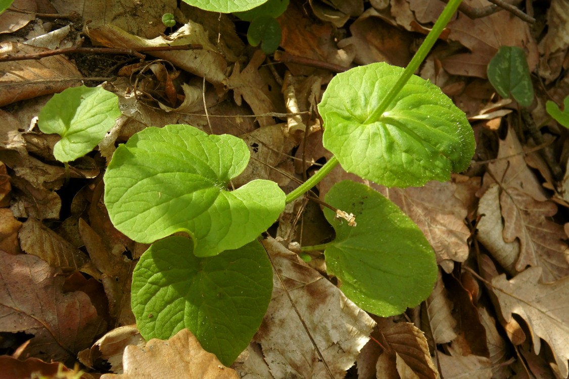 Изображение особи Doronicum orientale.